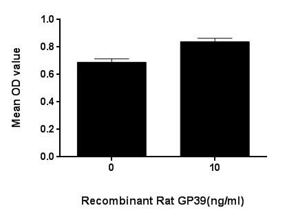 Figure. Cell proliferation of spleen cells after stimulated with GP39.