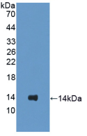 Figure . Western Blot
