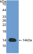 Figure . Western Blot