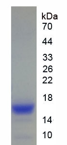 Figure . SDS-PAGE