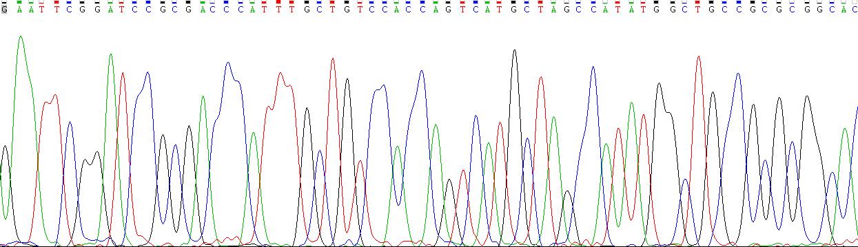 Gene Sequencing (extract)