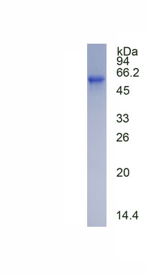 SDS-PAGE