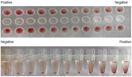 The hemagglutination assay of GAL4 in V- bottom shaped 96-well microtiter plate.
