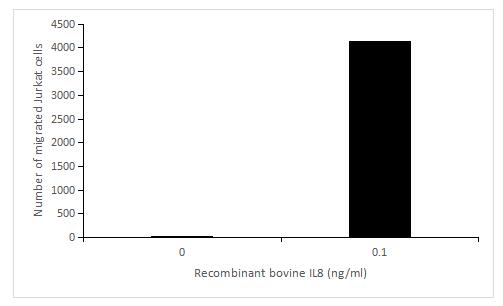 The chemotactic effect of recombinant bovine IL8 on Jurkat cells.