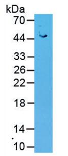 Western Blot