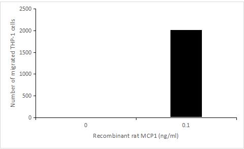 The chemotactic effect of recombinant rat MCP1 on THP-1cells