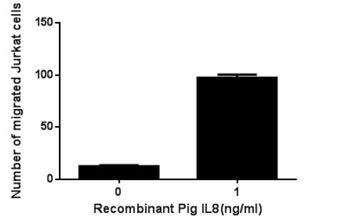 The chemotactic effect of recombinant Pig IL8 on Jurkat cells