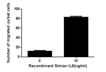 The chemotactic effect of recombinant Simian IL8 on Jurkat cells