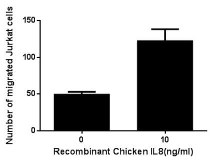 The chemotactic effect of recombinant Chicken IL8 on Jurkat cells.
