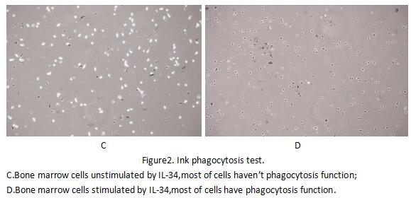 Ink phagocytosis test.