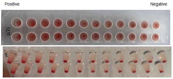The hemagglutination assay of GAL8 in V- bottom shaped 96-well microtiter plate.