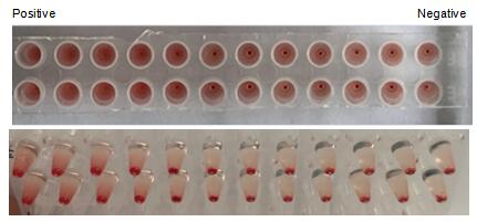 The hemagglutination assay of GAL8 in V- bottom shaped 96-well microtiter plate.
