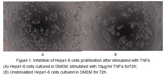 Tumor necrosis factor (TNF, tumor necrosis factor alpha, TNFα, cachexin, or cachectin) is a cell signaling protein (cytokine) involved in systemic inflammation and is one of the cytokines that make up the acute phase reaction. The primary role of TNF is in the regulation of immune cells. TNF, being an endogenous pyrogen, is able to induce fever, apoptotic cell death, cachexia, inflammation and to inhibit tumorigenesis and viral replication and respond to sepsis via IL1