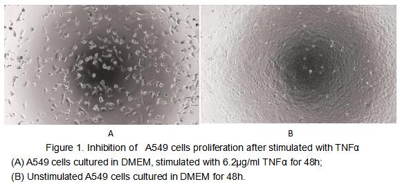Tumor necrosis factor (TNF, tumor necrosis factor alpha, TNFα, cachexin, or cachectin) is a cell signaling protein (cytokine) involved in systemic inflammation and is one of the cytokines that make up the acute phase reaction. The primary role of TNF is in the regulation of immune cells. TNF, being an endogenous pyrogen, is able to induce fever, apoptotic cell death, cachexia, inflammation and to inhibit tumorigenesis and viral replication and respond to sepsis via IL1