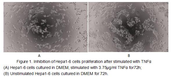 Tumor necrosis factor (TNF, tumor necrosis factor alpha, TNFα, cachexin, or cachectin) is a cell signaling protein (cytokine) involved in systemic inflammation and is one of the cytokines that make up the acute phase reaction. The primary role of TNF is in the regulation of immune cells. TNF, being an endogenous pyrogen, is able to induce fever, apoptotic cell death, cachexia, inflammation and to inhibit tumorigenesis and viral replication and respond to sepsis via IL1