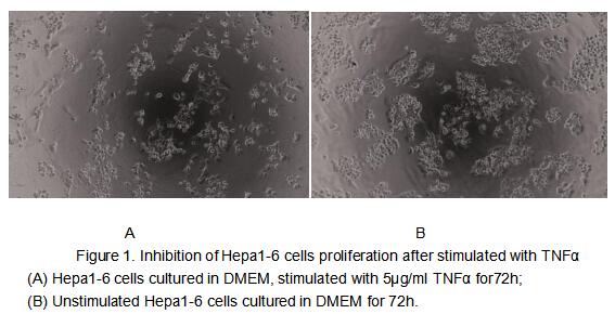 Tumor necrosis factor (TNF, tumor necrosis factor alpha, TNFα, cachexin, or cachectin) is a cell signaling protein (cytokine) involved in systemic inflammation and is one of the cytokines that make up the acute phase reaction. The primary role of TNF is in the regulation of immune cells. TNF, being an endogenous pyrogen, is able to induce fever, apoptotic cell death, cachexia, inflammation and to inhibit tumorigenesis and viral replication and respond to sepsis via IL1