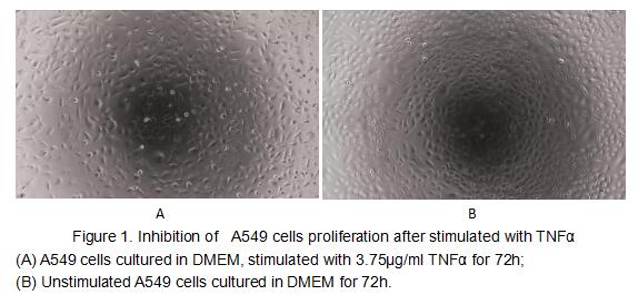 Tumor necrosis factor (TNF, tumor necrosis factor alpha, TNFα, cachexin, or cachectin) is a cell signaling protein (cytokine) involved in systemic inflammation and is one of the cytokines that make up the acute phase reaction. The primary role of TNF is in the regulation of immune cells. TNF, being an endogenous pyrogen, is able to induce fever, apoptotic cell death, cachexia, inflammation and to inhibit tumorigenesis and viral replication and respond to sepsis via IL1