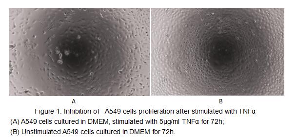 Tumor necrosis factor (TNF, tumor necrosis factor alpha, TNFα, cachexin, or cachectin) is a cell signaling protein (cytokine) involved in systemic inflammation and is one of the cytokines that make up the acute phase reaction. The primary role of TNF is in the regulation of immune cells. TNF, being an endogenous pyrogen, is able to induce fever, apoptotic cell death, cachexia, inflammation and to inhibit tumorigenesis and viral replication and respond to sepsis via IL1