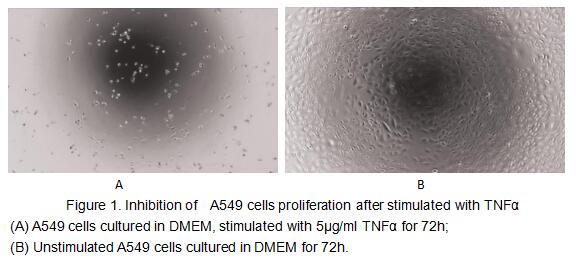 Tumor necrosis factor (TNF, tumor necrosis factor alpha, TNFα, cachexin, or cachectin) is a cell signaling protein (cytokine) involved in systemic inflammation and is one of the cytokines that make up the acute phase reaction. The primary role of TNF is in the regulation of immune cells. TNF, being an endogenous pyrogen, is able to induce fever, apoptotic cell death, cachexia, inflammation and to inhibit tumorigenesis and viral replication and respond to sepsis via IL1