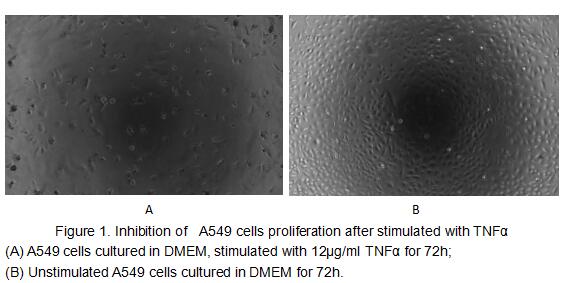Tumor necrosis factor (TNF, tumor necrosis factor alpha, TNFα, cachexin, or cachectin) is a cell signaling protein (cytokine) involved in systemic inflammation and is one of the cytokines that make up the acute phase reaction. The primary role of TNF is in the regulation of immune cells. TNF, being an endogenous pyrogen, is able to induce fever, apoptotic cell death, cachexia, inflammation and to inhibit tumorigenesis and viral replication and respond to sepsis via IL1