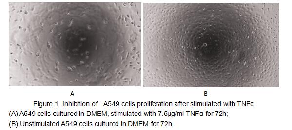 Tumor necrosis factor (TNF, tumor necrosis factor alpha, TNFα, cachexin, or cachectin) is a cell signaling protein (cytokine) involved in systemic inflammation and is one of the cytokines that make up the acute phase reaction. The primary role of TNF is in the regulation of immune cells. TNF, being an endogenous pyrogen, is able to induce fever, apoptotic cell death, cachexia, inflammation and to inhibit tumorigenesis and viral replication and respond to sepsis via IL1