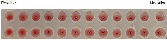 The hemagglutination assay of GAL1 in V- bottom shaped 96-well microtiter plate.