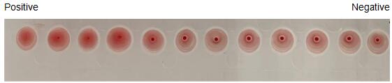 The hemagglutination assay of GAL1 in V- bottom shaped 96-well microtiter plate.