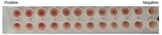 The hemagglutination assay of GAL2 in V- bottom shaped 96-well microtiter plate.