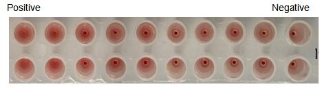 The hemagglutination assay of GAL2 in V- bottom shaped 96-well microtiter plate.