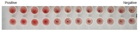 The hemagglutination assay of GAL4 in V- bottom shaped 96-well microtiter plate.
