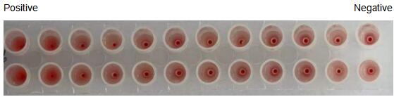 The hemagglutination assay of GAL4 in V- bottom shaped 96-well microtiter plate.