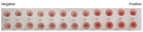The hemagglutination assay of GAL4 in V- bottom shaped 96-well microtiter plate.