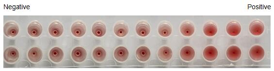 The hemagglutination assay of GAL4 in V- bottom shaped 96-well microtiter plate.