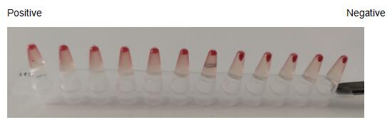 The hemagglutination assay of GAL9 in V- bottom shaped 96-well microtiter plate.