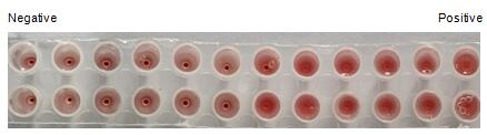 The hemagglutination assay of GAL6 in V- bottom shaped 96-well microtiter plate.