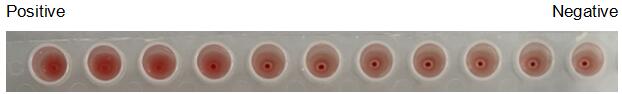 The hemagglutination assay of GAL9 in V- bottom shaped 96-well microtiter plate.