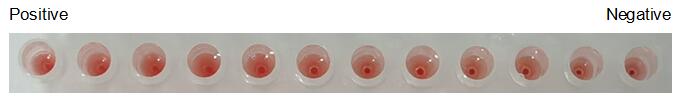 The hemagglutination assay of GAL9 in V- bottom shaped 96-well microtiter plate.