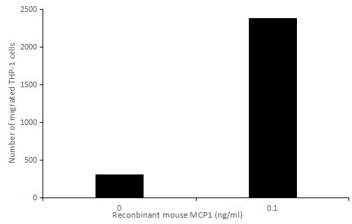 The chemotactic effect of recombinant mouse MCP1 on THP-1 cells