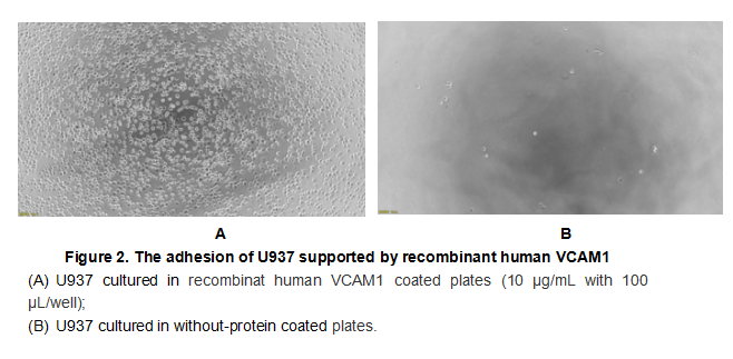 As VCAM1 has the function of cell adhesion, we measure the activity of VCAM1 by the ability of the immobilized protein to support the adhesion of U937 human histiocytic lymphoma cells. When 5 x 104 cells/well are added to recombinat human VCAM1 coated plates (2.5 ug/mL with 100 uL/well), approximately 80-90% will adhere after 3 hour incubation at 37°C. The adhesion of U937 after 3 hour incubation at 37°C observed by inverted microscope was shown.
