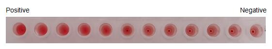 The hemagglutination assay of GAL12 in V- bottom shaped 96-well microtiter plate.