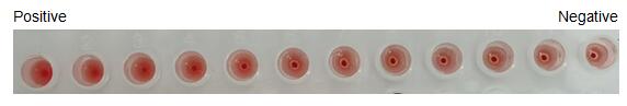The hemagglutination assay of GAL12 in V- bottom shaped 96-well microtiter plate.