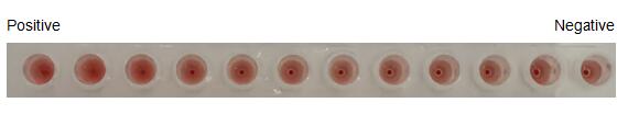 The hemagglutination assay of GAL12 in V- bottom shaped 96-well microtiter plate.