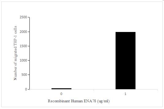 The chemotactic effect of ENA-78 on THP-1 cells