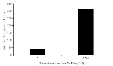 The chemotactic effect of NAP3 on THP-1 cells