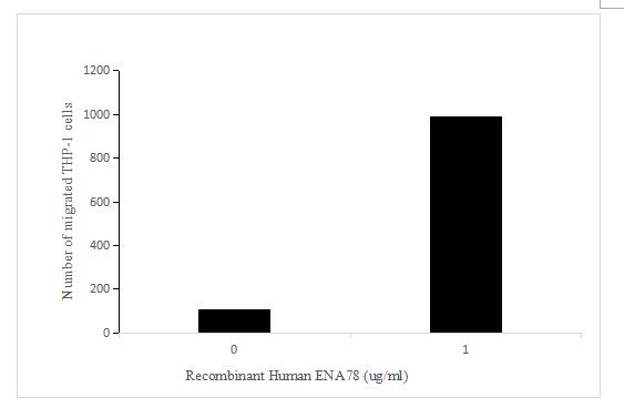 The chemotactic effect of ENA-78 on THP-1 cells