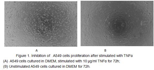 Tumor necrosis factor (TNF, tumor necrosis factor alpha, TNFα, cachexin, or cachectin) is a cell signaling protein (cytokine) involved in systemic inflammation and is one of the cytokines that make up the acute phase reaction. The primary role of TNF is in the regulation of immune cells. TNF, being an endogenous pyrogen, is able to induce fever, apoptotic cell death, cachexia, inflammation and to inhibit tumorigenesis and viral replication and respond to sepsis via IL1