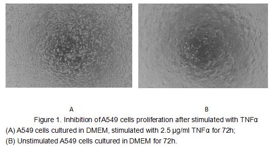 Tumor necrosis factor (TNF, tumor necrosis factor alpha, TNFα, cachexin, or cachectin) is a cell signaling protein (cytokine) involved in systemic inflammation and is one of the cytokines that make up the acute phase reaction. The primary role of TNF is in the regulation of immune cells. TNF, being an endogenous pyrogen, is able to induce fever, apoptotic cell death, cachexia, inflammation and to inhibit tumorigenesis and viral replication and respond to sepsis via IL1