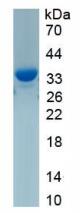 SDS-PAGE
