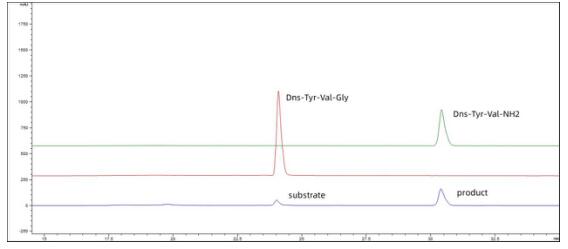 The reaction product compared with standard Dns-Tyr-Val-Gly and Dns-Tyr-Val-NH2.