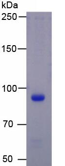 SDS-PAGE